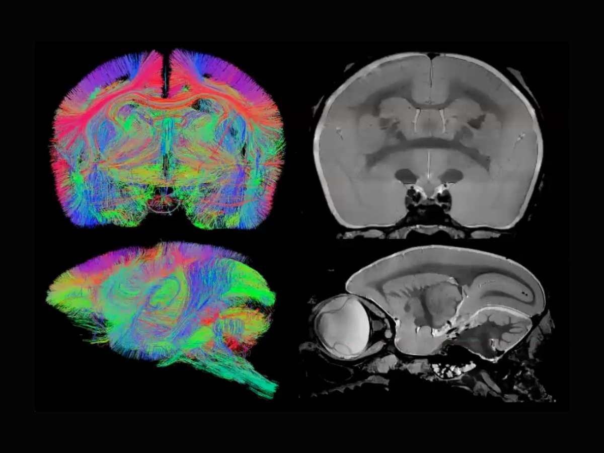 Exploring MRI's role in neuroscience research on model organisms Wu